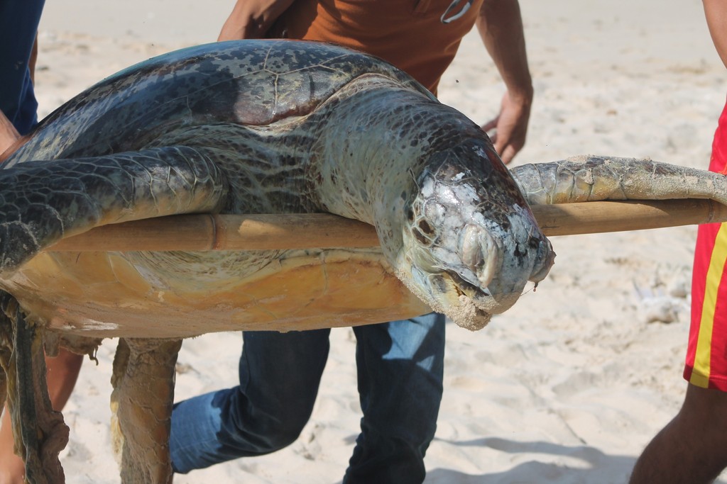 deadturtle_zpspcuvhoz7